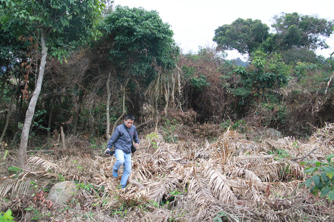 Vụ phá rừng xảy ra tại phường Thọ Quang - Ảnh: Hữu Khá