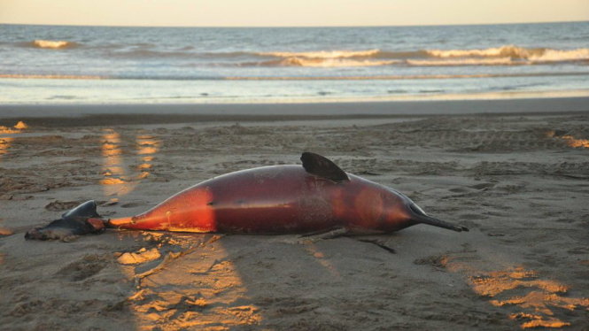 Một con cá heo chết trên bờ biển La Costa - Ảnh: AP