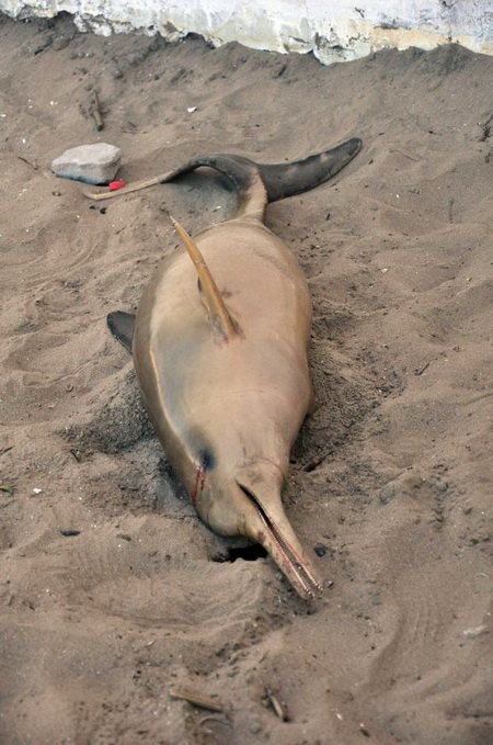 Cá heo chết với các dấu vết bất thường - Ảnh: AP