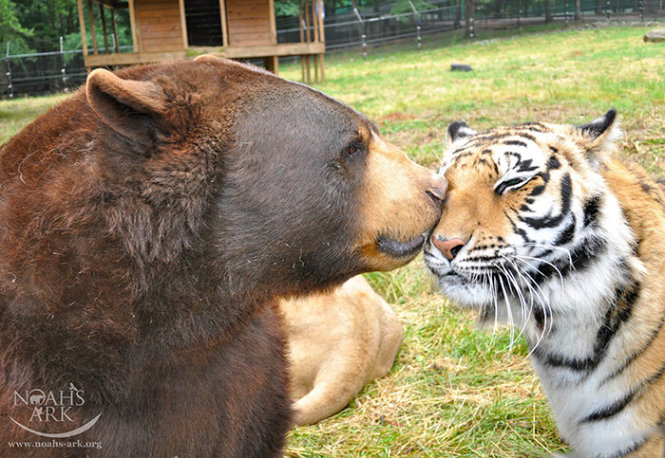 Gấu Baloo và hổ Shere Khan đang chơi đùa cùng nhau