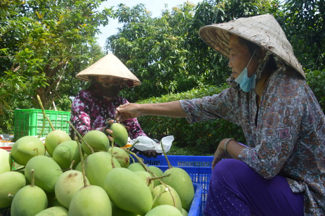 Nông dân Cao Lãnh, Đồng Tháp thu hoạch xoài - Ảnh: T.Nhơn