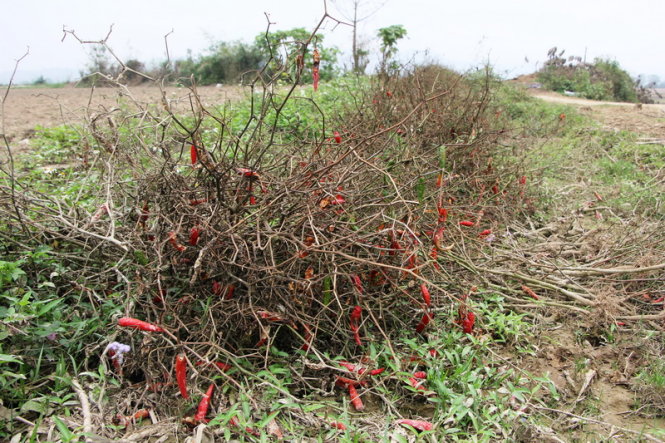 Nhiều cây ớt bị người dân nhỏ bỏ, vứt chỏng chơ dọc ruộng - Ảnh: Doãn Hòa