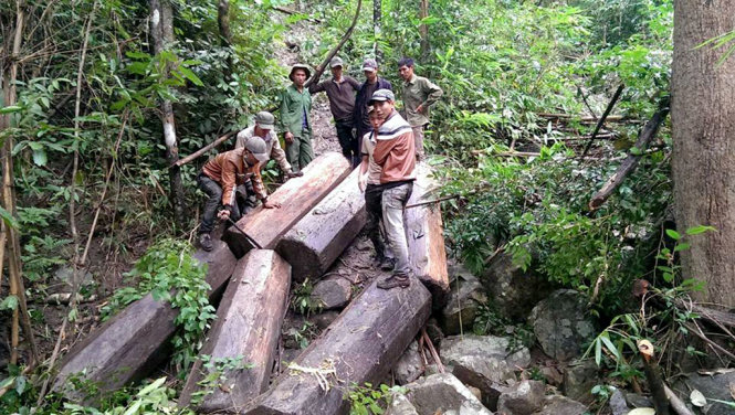 Rừng trong lâm phần Ban quản lý rừng phòng hộ Ia Rsai (Krông Pa) bị xẻ thịt ào ạt - Ảnh: B.D