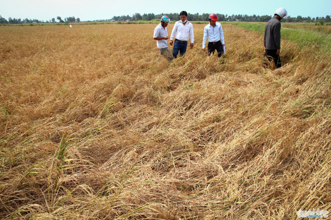 Lúa bị nhiễm mặn ở xã Bình Giang, huyện Hòn Đất (Kiên Giang) bị cháy lá, hạt lép, gần như hỏng hết - Ảnh: Chí Quốc