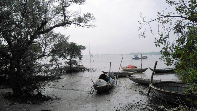 Tàu thuyền neo đậu núp dưới những tán rừng ngập mặn nguyên sinh - Ảnh: LÊ TRUNG