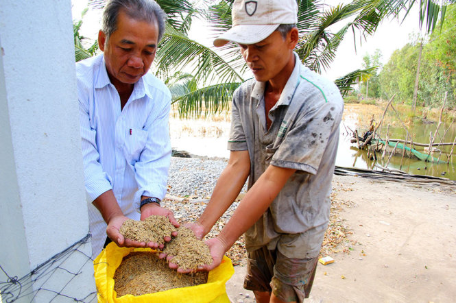 Một số nông dân ở Bạc Liêu đã chuyển sang trồng giống lúa chịu mặn - Ảnh: C.Quốc
