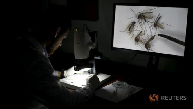 Nhân viên kỹ thuật đang quan sát loài muỗi trong phòng thí nghiệm ở Santiago - Ảnh:Reuters