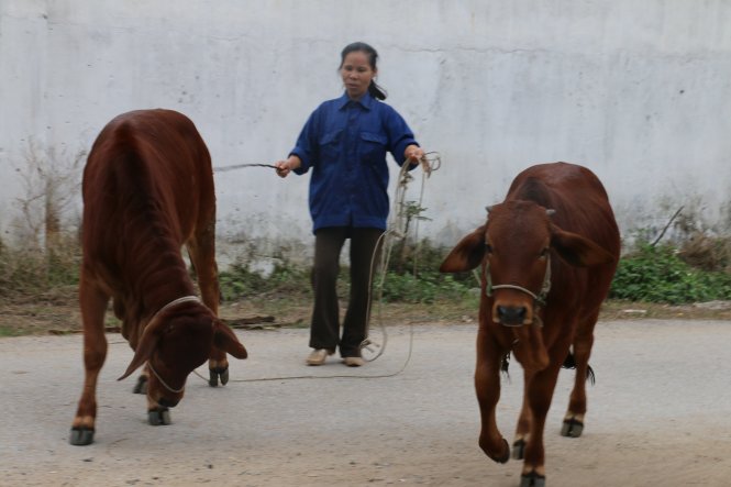 Chị Nguyễn Thị Hường vay vốn mua hai con bò nuôi hai tháng nay. Chị cũng xin thoát nghèo để nhường cho những người khổ hơn mình -                         
Ảnh: Vũ Toàn