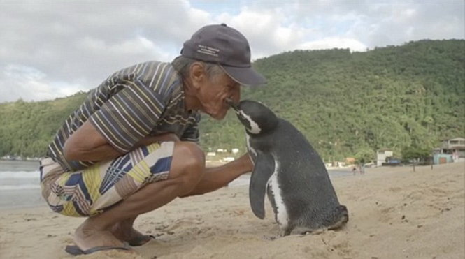 Ông Joao Pereira de Souza và con chim cánh cụt tên Dindim - Ảnh: BoredPanda