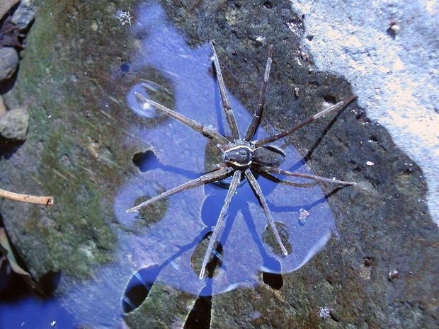 Loài nhện Dolomedes briangreenei đặc biệt mới được tìm thấy ở bang Queensland, Úc - Ảnh: Queensland Museum