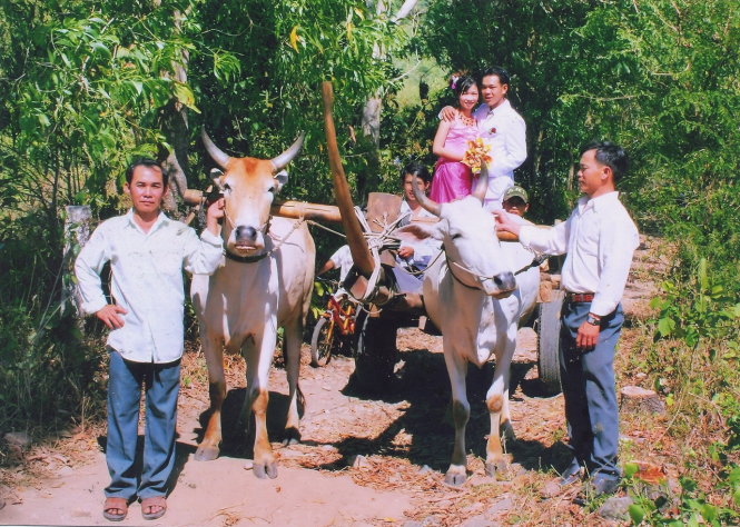 “Vua đua bò Bảy Núi” Chau Pi - Nguyễn Thành Tài bên “xe hoa” đưa con gái về nhà chồng. Đôi bò chiến này từng vô địch nhiều lần - Ảnh: tư liệu gia đình