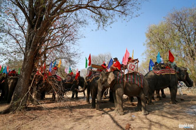 18 chú voi nhà tập hợp tại khu vực làm lễ cúng sức khỏe cho voi - Ảnh: Tiến Thành