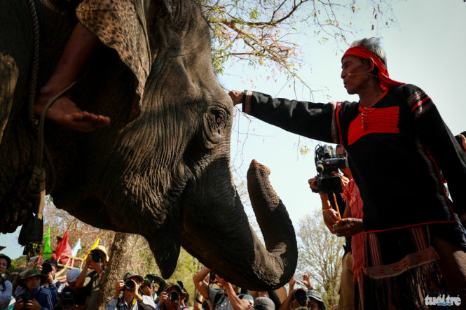Già làng làm nghi lễ cúng sức khỏe cho từng chú voi - Ảnh: Tiến Thành