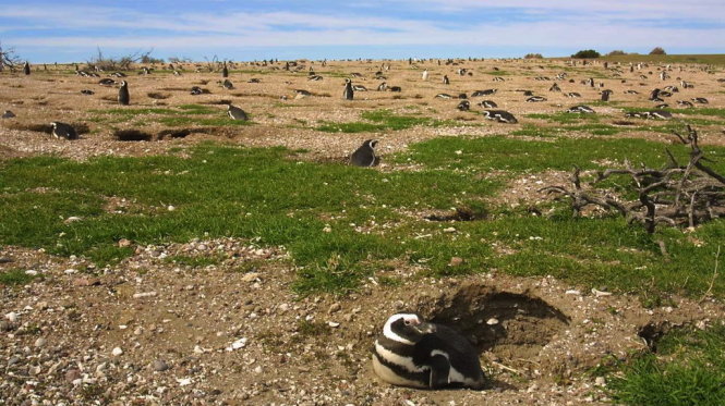 Loài chim cánh cụt Megallanic trong mùa sinh sản tại bờ biển Argentina và Chile - Ảnh: Penguinworld