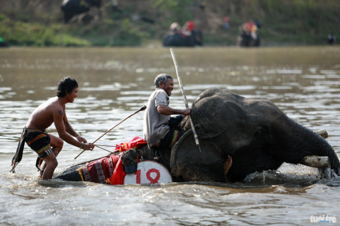 Một con voi không nghe lời quản tượng, bỏ thi giữa dòng sông - Ảnh: Tiến Thành 