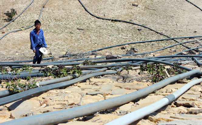 Hàng chục ống nước không lấy được nước vì hồ Ông Kinh (thôn Mỹ Tường 1, xã Nhơn Hải, huyện Ninh Hải) khô cạn trơ đáy khiến nông dân điêu đứng - Ảnh: Minh Trân