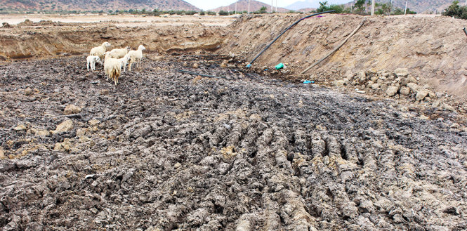 Ao do người dân thôn Khánh Nhơn (xã Nhơn Hải, huyện Ninh Hải) tự đào trong lòng vũng Chùa để cho đàn cừu uống, bơm nước trồng trọt đã trơ đáy - Ảnh: Minh Trân