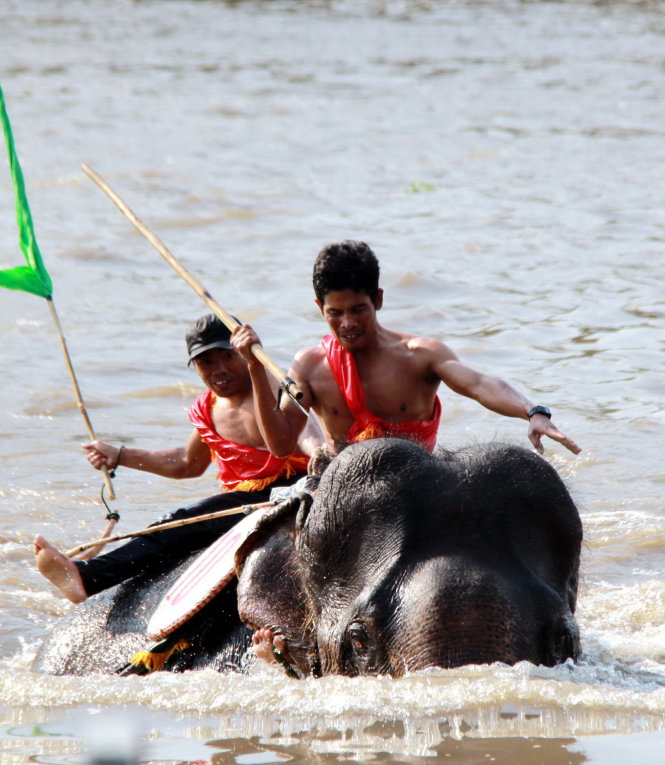Do không được thường xuyên bơi lội, một số voi bỏ cuộc trong phần thi voi vượt sông - Ảnh: Trung Tân