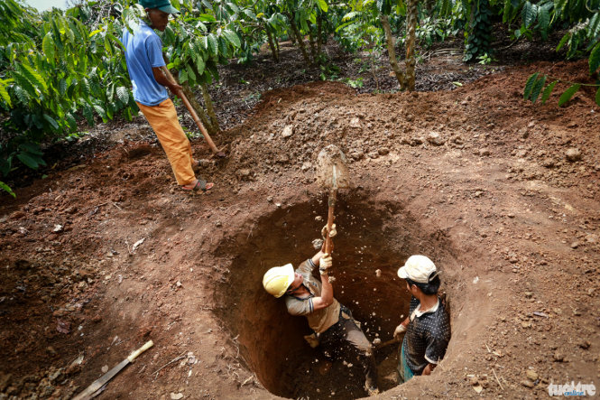 Dòng suối Ea Knông cạn nước, ông Y Tlua Ni Kdăm (thị trấn Krông Năng, Đắk Lắk) cùng con cháu đào giếng nước để tưới 10 sào cà phê của gia đình - Ảnh: Tiến Thành