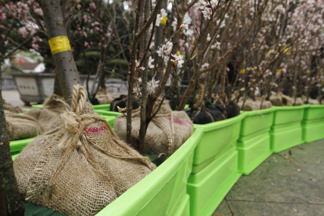 200 cây hoa anh đào Nhật hầu hết là những cây nhỏ, cao gần 2m và được bảo quản cần thận bằng cách quấn tải ở gốc và trồng tạm trong những chậu đất - Ảnh: Nam Trần