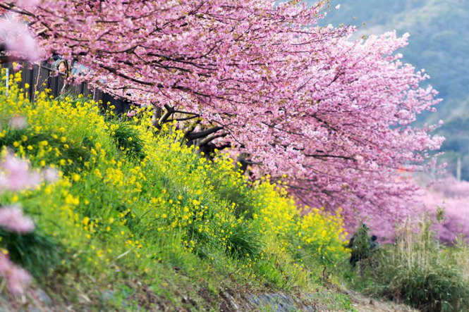 Hoa cải dầu bên cạnh hoa đào trong một công viên ở Sizuoka