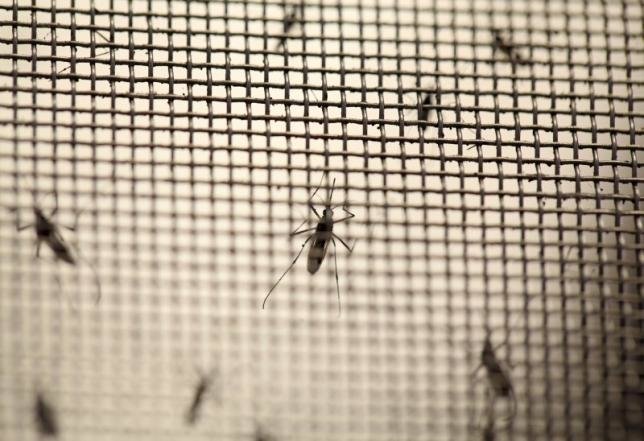 Muỗi Aedes là vật chủ truyền nhiễm virút Zika - Ảnh: Reuters