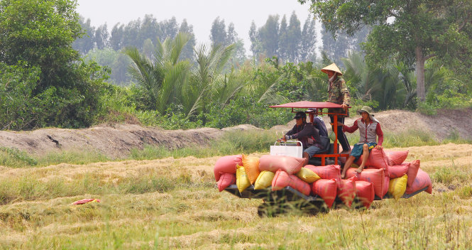 Người dân thị xã Ngã Năm (Sóc Trăng) thu hoạch lúa đông xuân muộn - Ảnh: Chí Quốc