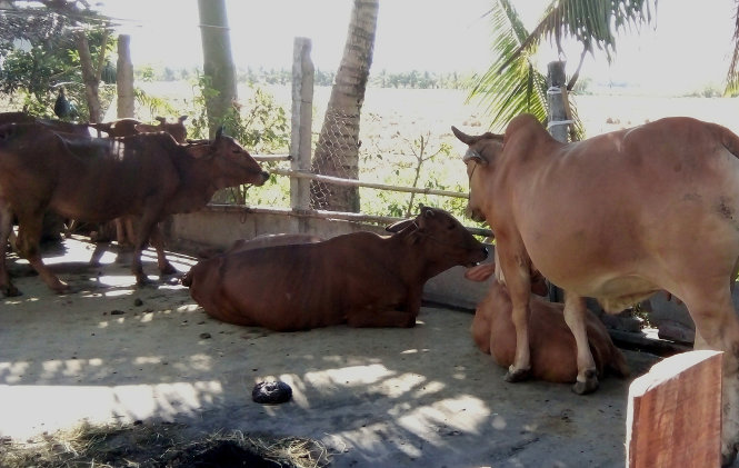 Những con bò còn lại trong đàn bò ông Tạc (huyện Ba Tri) sau khi ông đã bán dần cho thương lái với giá rẻ - Ảnh: Mậu Trường