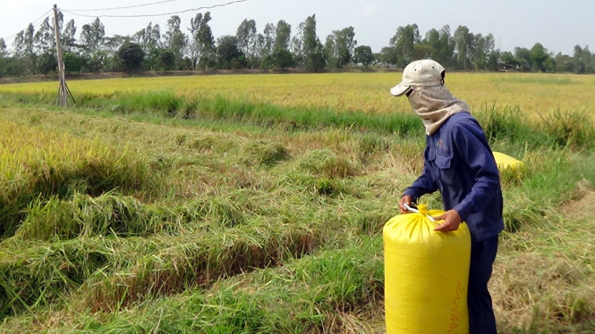 Nông dân giờ đây rất cần một tổ chức đứng ra thu gom để không còn cảnh bị cò chèn ép như hiện nay - ẢNH BỬU ĐẤU