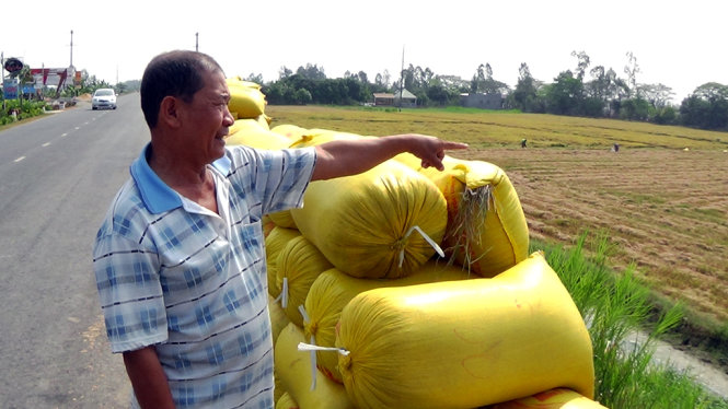 Ông Nghĩa bên đống lúa vừa thu hoạch xong và chỉ tay về phần lúa còn lại đang thu hoạch bị “cò” ngăn cản không cho thu hoạch - ẢNH BỬU ĐẤU