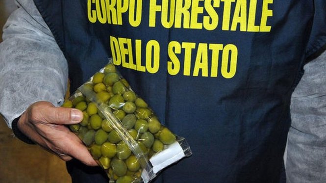 Những quả ô liu đã được phủ thêm sulphate đồng để có màu xanh bắt mắt hơn - Ảnh: Europol