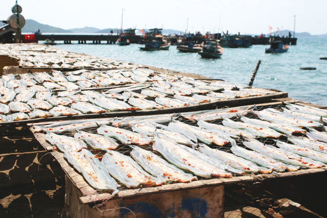 Những phên cá xương xanh trên bờ kè cảng