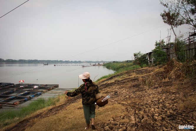 Sông Mekong đang mùa khô hạn trơ ra bãi cỏ vàng cháy