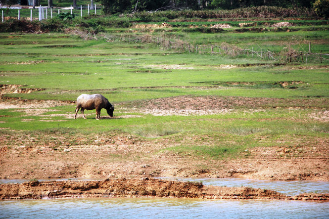 Hồ chứa nước Vệ Nông ở xã Vân Diên, huyện Nam Đàn, Nghệ An khô nước. Trâu bò tha thẩn gặm cỏ trên hồ - Ảnh: D.Hòa chụp ngày 3-4