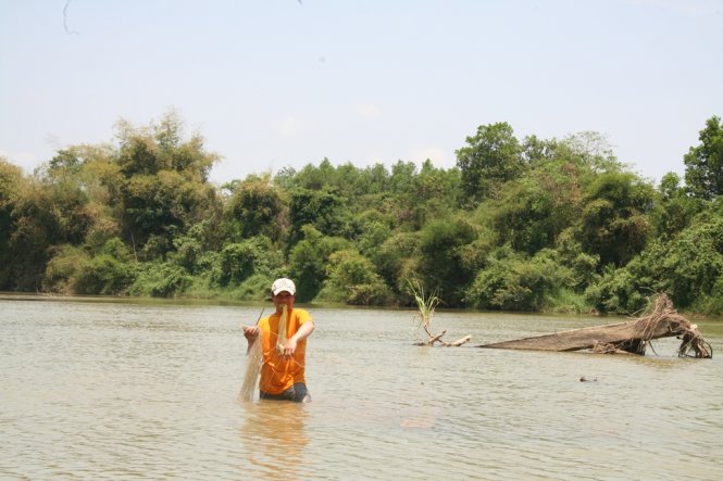Sông Cái bị cạn, anh Nguyễn Văn Xướng (40 tuổi, có nhà ngay đầu cầu Phú Cốc cũ bên bờ tây sông Cái, ở thôn Trung, xã Diêm Lâm) lội đến giữa sông giăng lưới tìm cá - Ảnh: Phan Sông Ngân