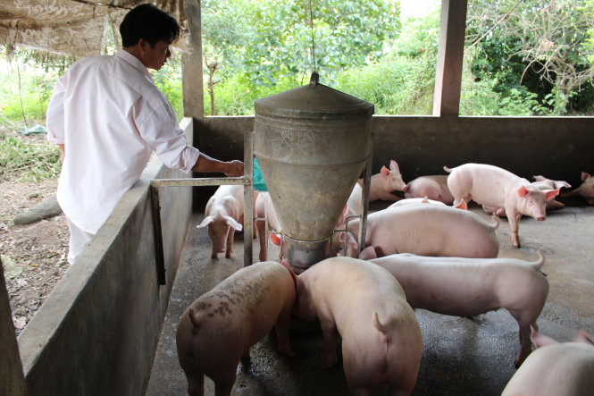 Với quy định mới về xử phạt hành vi đưa chất cấm vào chăn nuôi, người chăn nuôi sẽ phải thận trọng hơn trong lựa chọn nguồn thức ăn cho heo - Ảnh: Trần Mạnh