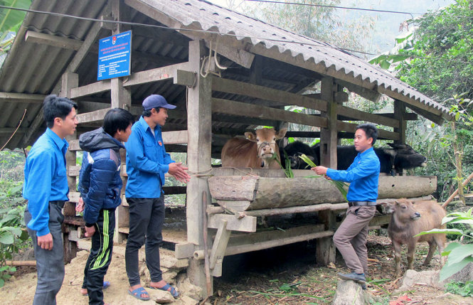 Giàng Chẩu Trai, bí thư Đoàn xã Minh Tân (bìa phải), trao đổi cùng các đoàn viên trong đội TNXK cách chăm sóc trâu bò, giúp tránh rét - Ảnh: Đ.Bình