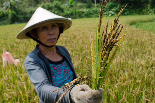 Bà Phan Thị Bích Sen bên ruộng lúa cháy lá, lép hạt - Ảnh: Tấn Lực