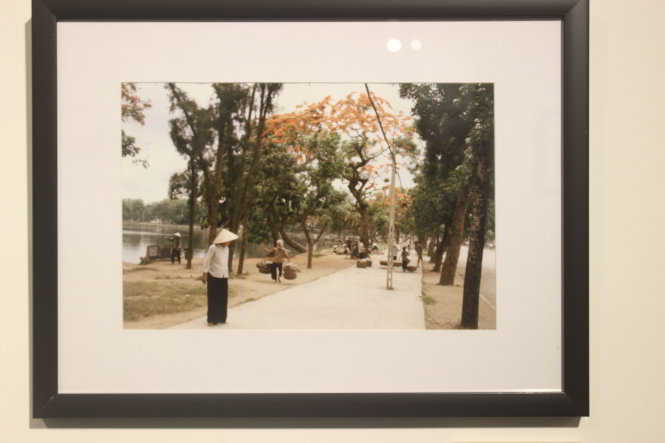Hoa phượng nở bên hồ Thiền Quang năm 1983
