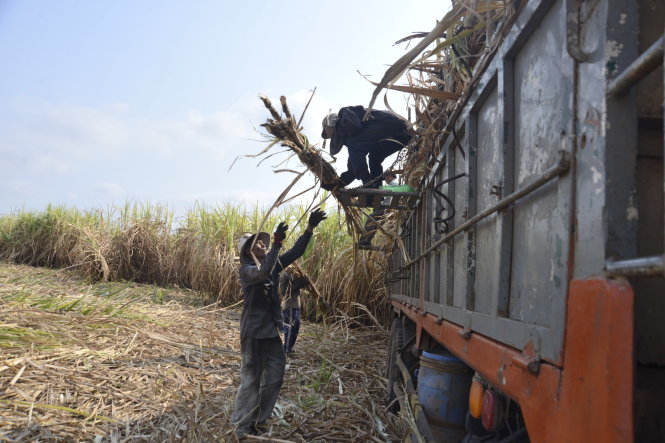 Thu hoạch mía ở xã Đông Hòa, huyện Trảng Bom, Đồng Nai cung cấp cho nhà máy đường - Ảnh: Duyên Phan