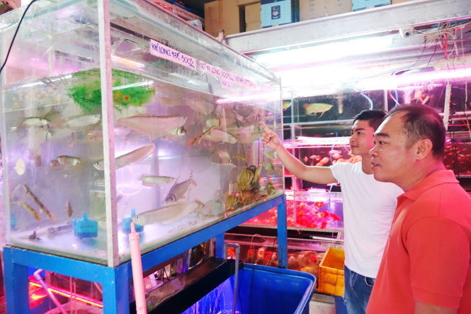 TP.HCM muốn phát triển mạnh ngành nuôi cá cảnh - Ảnh: Như Hùng