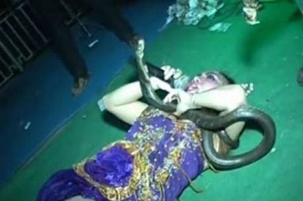 Nữ ca sĩ Irma Bule bị rắn hổ mang chúa cắn tử vong trên sàn diễn - Ảnh:Mirror