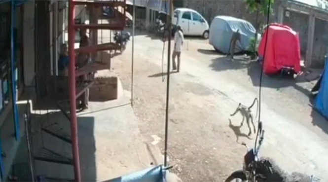Con khỉ lao từ phía sau tới tấn công người đàn ông đi đường - Ảnh chụp từ video clip