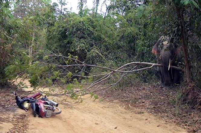 Voi ngà lệch quật gãy một cây rừng ven đường - Ảnh: Nguyễn Hiếu