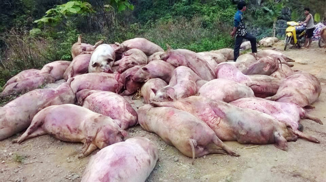 Hàng chục con heo chết tím tái đổ đầy đường qua địa bàn xã Khánh Xuân, huyện Bảo Lạc, tỉnh Cao Bằng.