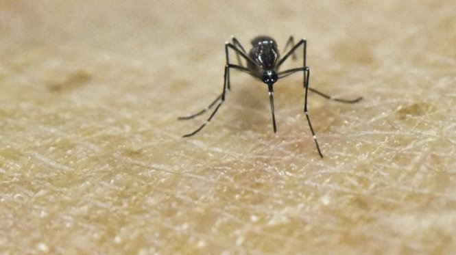 Vi rút Zika có thể truyền nhiễm qua đường muỗi chích và đáng sợ hơn dự đoán trước đây - Ảnh:AFP