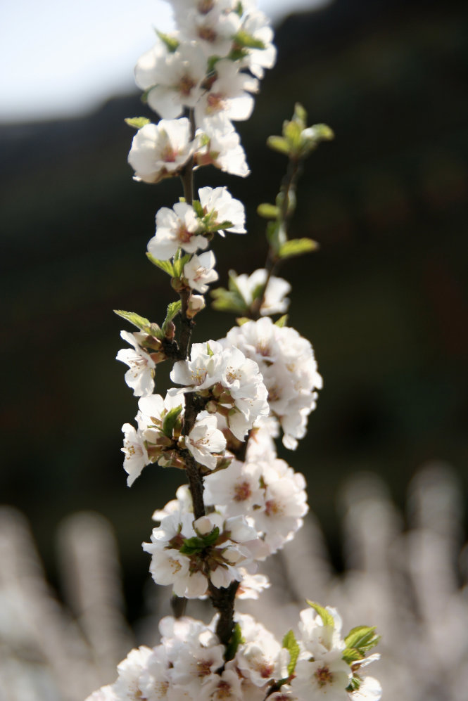 Các loại hoa đào Hàn Quốc - Ảnh Trân Duy