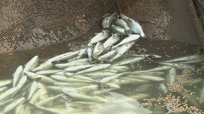 Cá chết hàng loạt ở Hà Tĩnh được kết luận do ô nhiễm nước biển