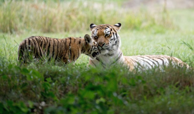 Loài hổ Amur nổi tiếng ở Nga - Ảnh: AFP