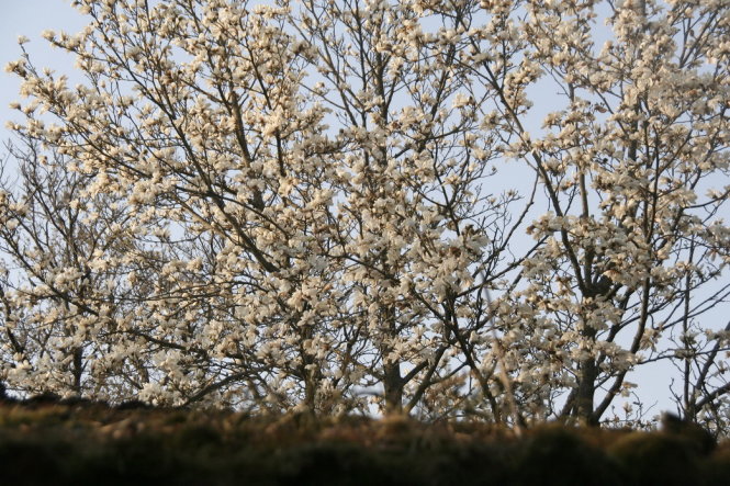 Hoa đào trong nắng xuân Hàn Quốc - Ảnh Trân Duy